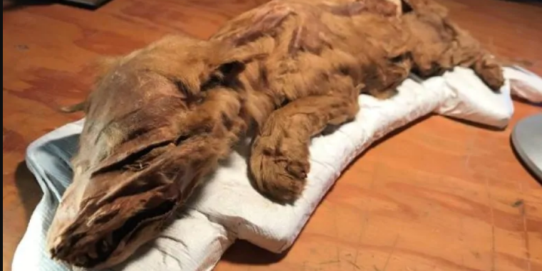 Un minatore d’oro dello Yukon scopre un cucciolo di lupo dell’era glaciale mummificato