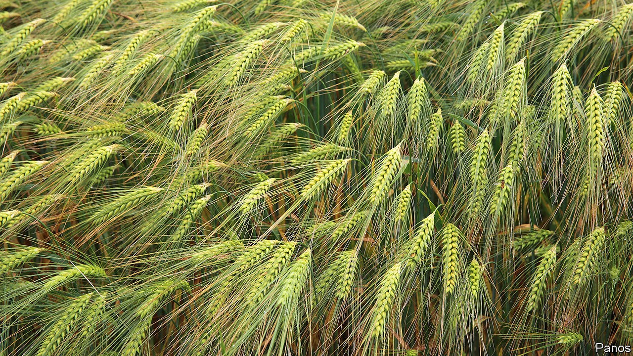 Agricoltura e sviluppo – Il grano assorbe il fosforo dalla polvere del deserto |  Scienze e tecnologia