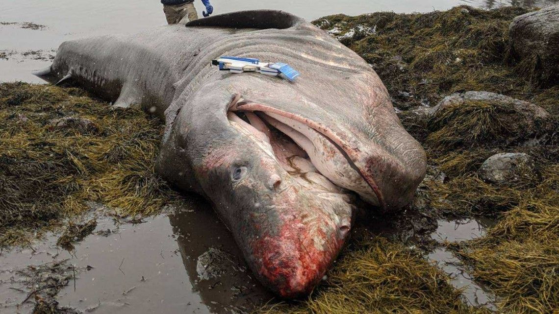 Uno squalo delle dimensioni di un camion è arrivato a Maine Beach.  Come è morta?